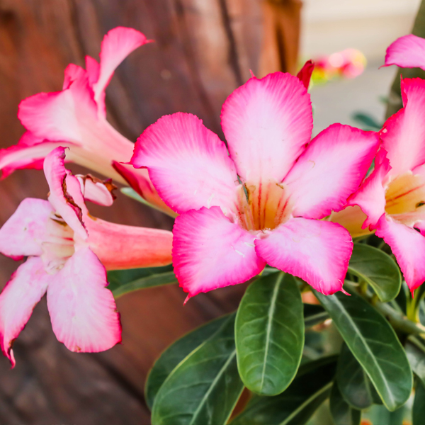 Searles Desert Rose (Adeniums)
